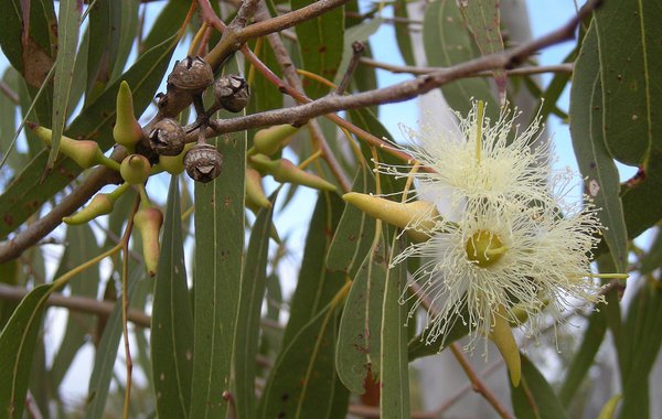 slider-eucalyptus.jpg